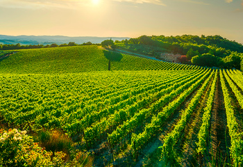 Пресс-конференция проекта TOP100Wines 2025